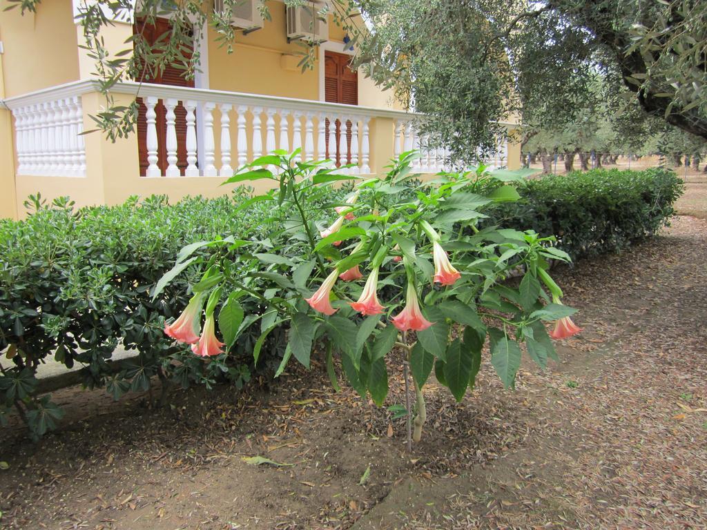 Dimaras Apartments Ανω Βασιλικος Δωμάτιο φωτογραφία